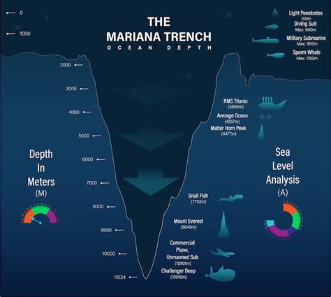 Vector mariana trinchera ilustración del mar infografías o análisis