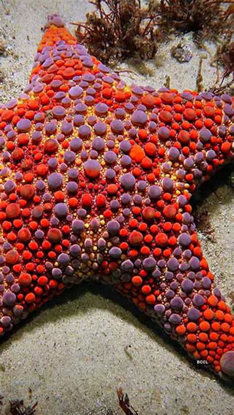 10 stunning types of starfish that are a visual delight