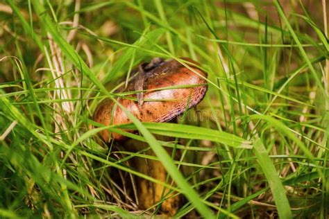 Brown Mushroom Growing In Lawn Back Gardener