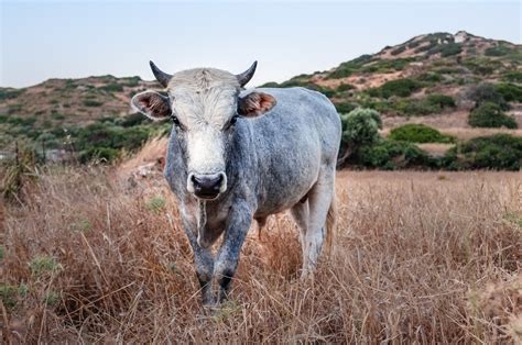 Wallpaper Grass Field Wildlife Cow Sheep Grassland Pasture