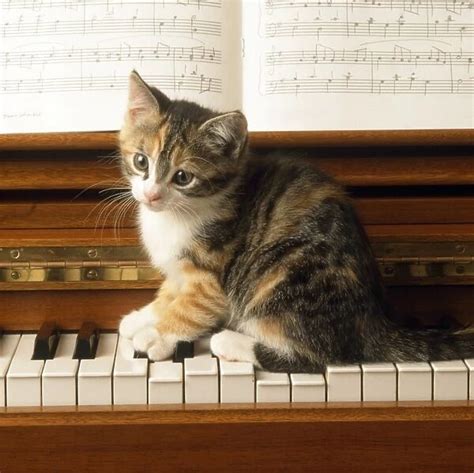 Canvas Print Of Cat Kitten Playing On Piano Media Storehouse