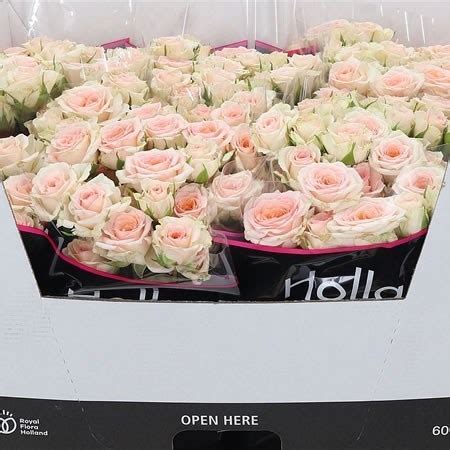 Rose Spray Rosanella Cm Wholesale Dutch Flowers Florist Supplies Uk