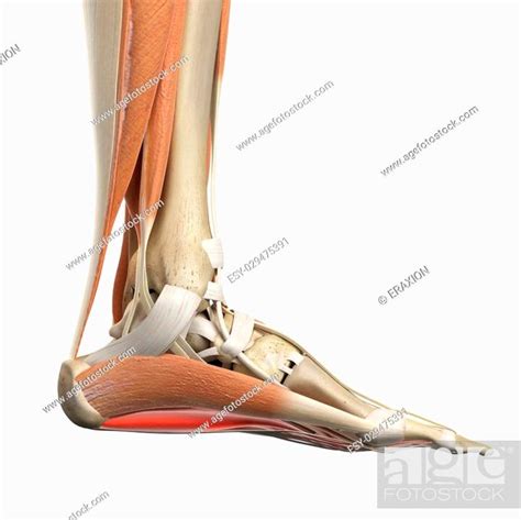 Medically Accurate Illustration Of The Flexor Digitorum Brevis Stock