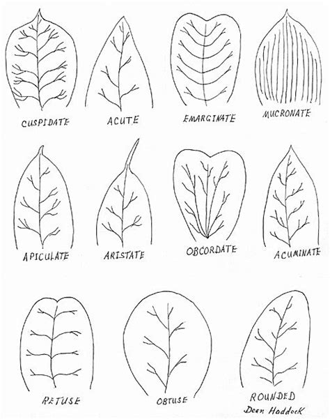 Leaf Apex Plant Drawing Green Inspiration Drawings