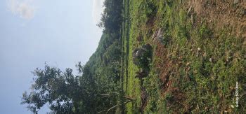 Agricultural Land For Sale In Palakkad Buy 130 Farm Land In Palakkad