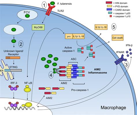 Frontiers Innate Immune Recognition Of Francisella Tularensis