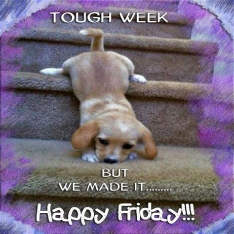 Happy Friday Dog Images