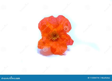 Ruby flowers red stock photo. Image of color, coral - 113304776