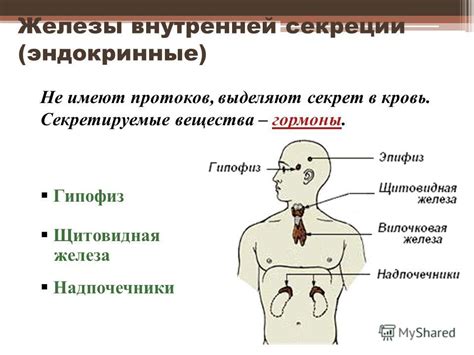 Реферат По Гистологии Эндокринная Система - softparent