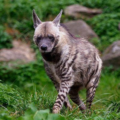 Striped hyena - PMC Zoo