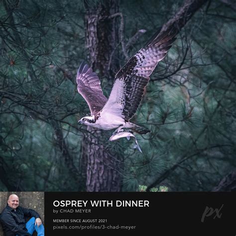 Swiss On Twitter Rt Planet Chad Osprey With Dinner Available As