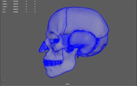 3d Human Skull Turbosquid 1370183