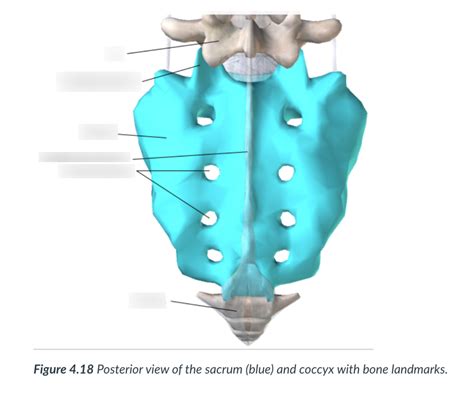 Module Posterior View Of The Sacrum Diagram Quizlet