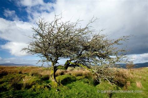 Hawthorne Tree Hawthorn Tree Stock Photos Irish Landscape