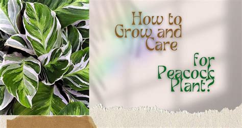 How To Grow And Care For Peacock Plant Houseplantsinfo