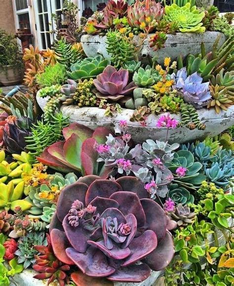 Succulent Gardens Landscaping Ideas For Your Front And Backyard Artofit