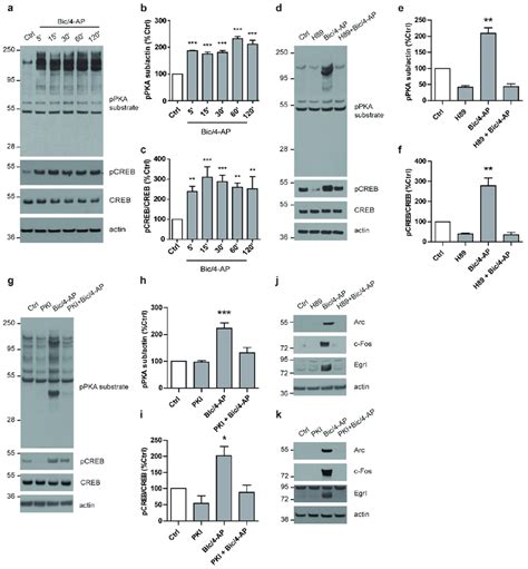 The Camp Dependent Protein Kinase Pka Pathway Is Rapidly Activated