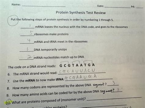 Solved Protein Synthesis Test Review Put the following steps | Chegg.com 