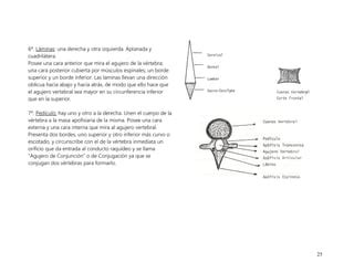 2 UNIDAD COLUMNA VERTEBRAL Y TORAX 2 Complementario Pdf