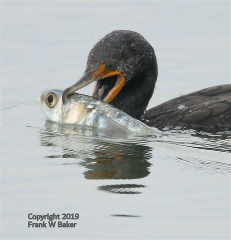 Cormorant - Media Literacy Clearinghouse