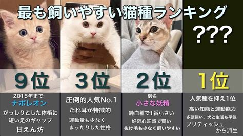 【決定版】最も飼いやすい猫種ランキングtop10 動物（犬・猫 他色々）【まとめ動画】