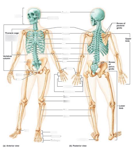 Anatomy Physiology Common Bones Pg 232 Diagram Quizlet