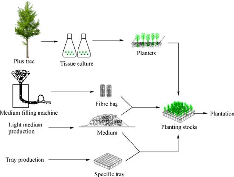 Micropropagation and modern nursery technology for eucalyptus ...