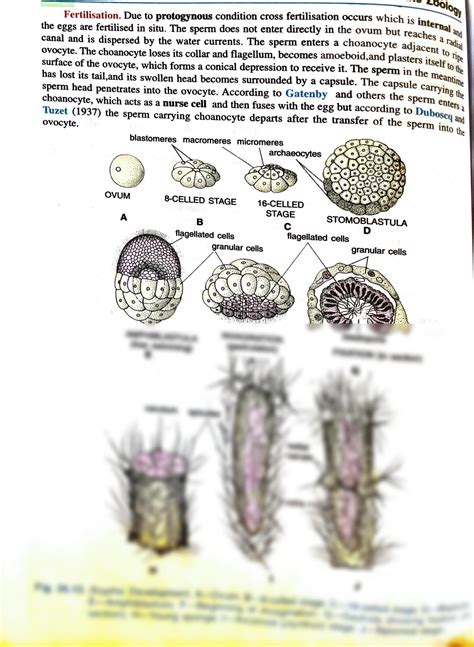 Solution Scypha Sycon Reproduction Zoology Studypool