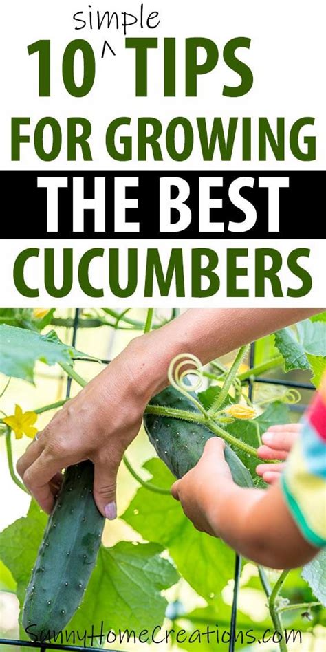 Awesome Tips For Growing Cucumbers Growing Cucumbers Backyard