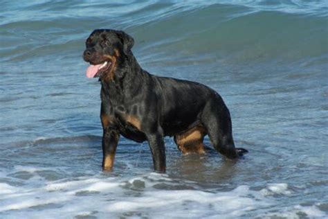 D Couvrez Tout Sur Le Rottweiler Caract Re Sant Alimentation Prix