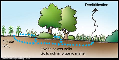 Difference Between Nitrification And Denitrification Nitrification Vs