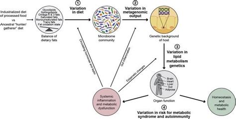 Gut Microbiome Lipid Metabolism And Its Impact On Host Physiology Feb