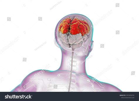 Human Brain Highlighted Parietal Lobes 3d Stock Illustration 1872650755