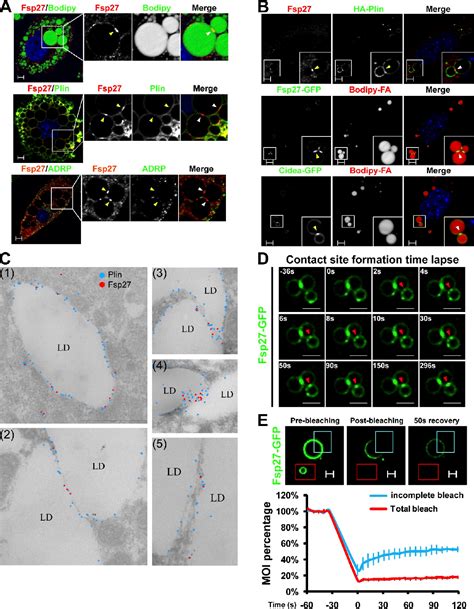 Figure From Fsp Promotes Lipid Droplet Growth By Lipid Exchange And