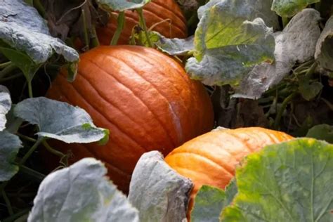 Fertiliser Les Citrouilles Pour Obtenir Des R Coltes Abondantes D