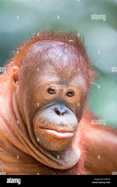 Malaysia Sabah State Sandakan Sepilok Orang Utan Rehabilitation Center