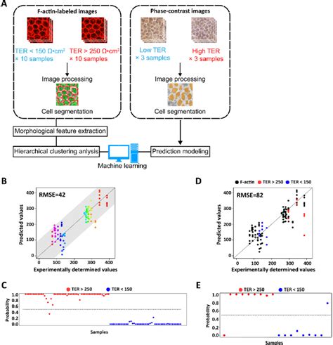 Morphology Based Ter Value Prediction For Hipsc Derived Rpe Sheets A