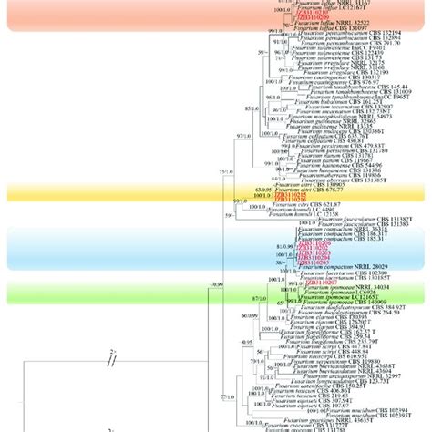 Phylogenetic Tree Generated By Maximum Likelihood Analysis Raxml Of Download Scientific