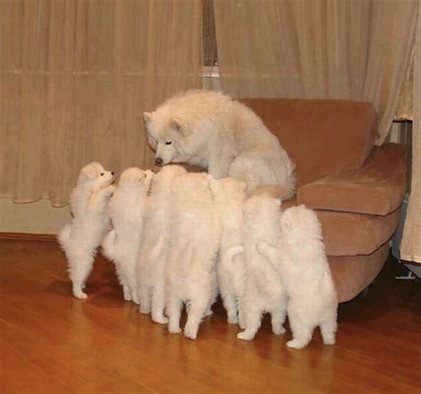 25 Photos Of Samoyeds Gorgeous Dogs That Look Like Living Teddy Bears