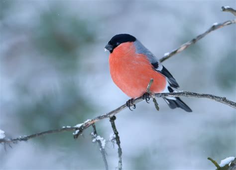 Bullfincheuropaea Melkefoss Norway Neil Cairns Flickr