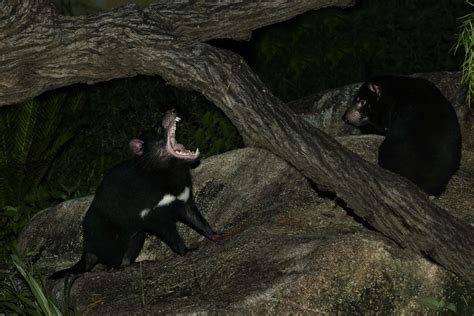 S’pore Night Safari Welcomes 4 Tasmanian Devils, They'll Be Permanent ...