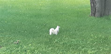 Albino Squirrel : r/pics