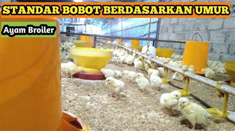 Standar Bobot Ayam Broiler Berdasarkan Umur Youtube