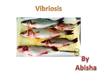 Vibriosis In Fish PPT