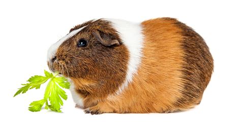 Can Guinea Pigs Eat Celery PetsRadar