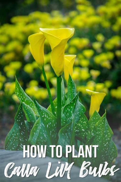 How To Plant Calla Lily Bulbs