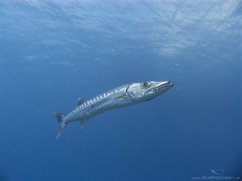 Great Barracuda Sphyraena Barracuda