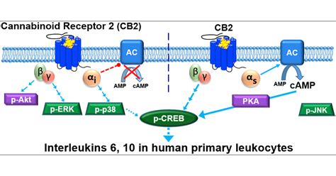 Cannabinoid Receptor 2 CB2 Signals Via G Alpha S And Induces IL 6 And