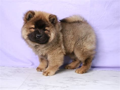 Chow Chow Dog Male Cinnamon 4126677 My Next Puppy