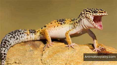 Do Leopard Geckos Bite Interesting Facts About Geckos